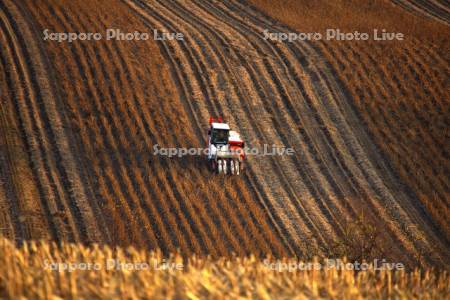 豆畑と農作業
