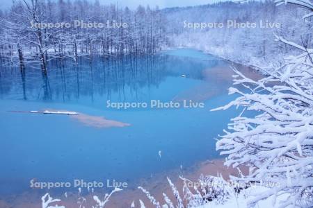 初雪の青い池