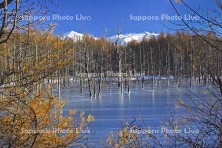 カラマツの黄葉と青い池