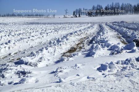 並木と雪原の作業跡