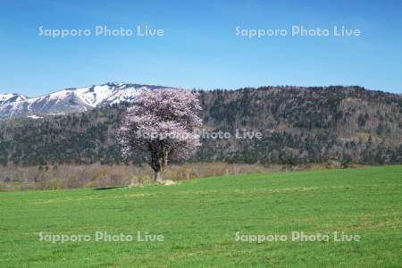 山桜と残雪の藻琴山