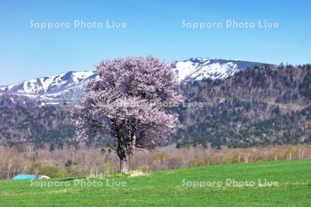 牧場の山桜と残雪の藻琴山