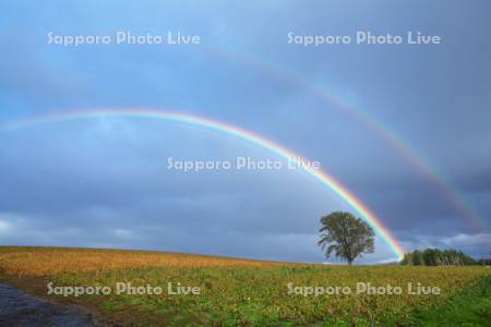 豆畑のポプラの木と虹
