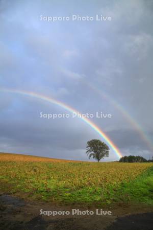 豆畑のポプラの木と虹