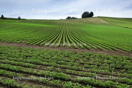 豆畑の丘