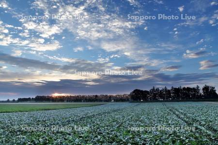 キャベツ畑と早朝の雲