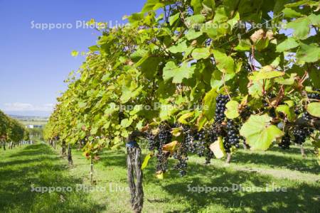 ワイン用ブドウの畑