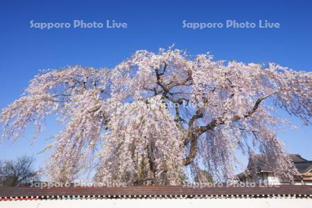 法亀寺のしだれ桜