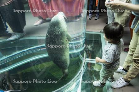 Sapporophotolive 作品詳細 旭山動物園のあざらし館