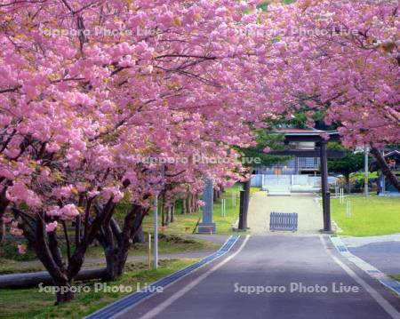 八重桜