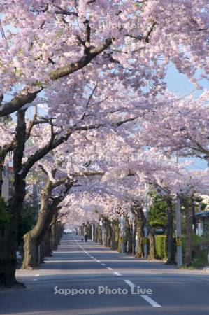 桜が丘通り