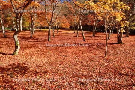 福原山荘の紅葉