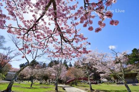 子野日公園の桜