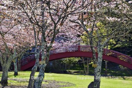 子野日公園の桜