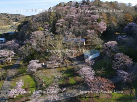 子野日公園の桜　ドローン空撮