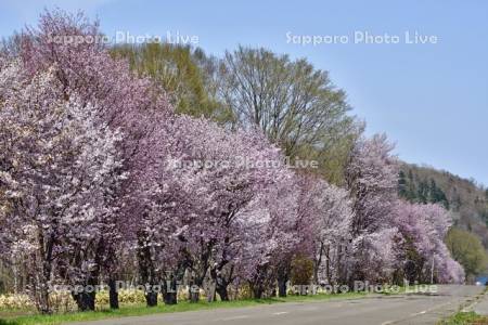 和琴半島の桜並木