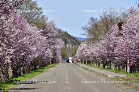 和琴半島の桜並木
