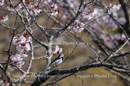 桜とハクセキレイ