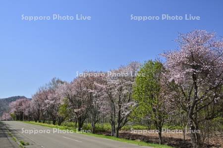 和琴の桜
