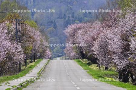 和琴の桜