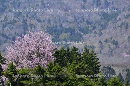 屈斜路湖畔の桜