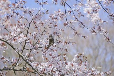 別保公園の桜とヒヨドリ