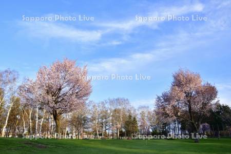 緑ヶ丘公園の夕桜