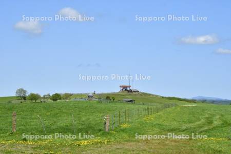 初夏の標茶町育成牧場