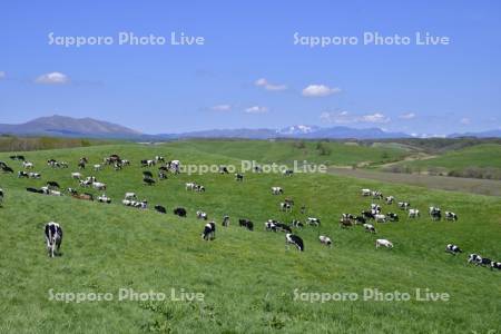 初夏の標茶町育成牧場放牧
