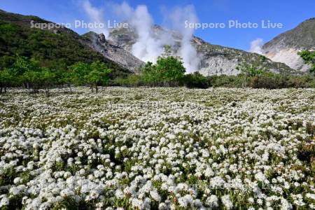 硫黄山とエゾイソツツジ