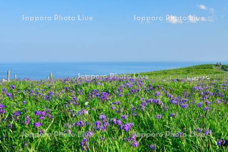 あやめケ原のヒオウギアヤメ