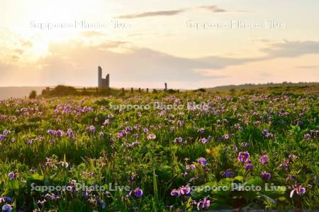 夕日に映えるヒオウギアヤメ
