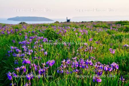 夕日に映えるヒオウギアヤメ