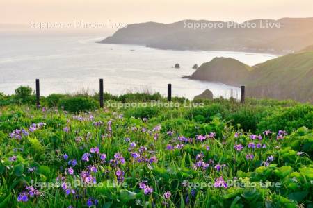 夕日に映えるヒオウギアヤメ