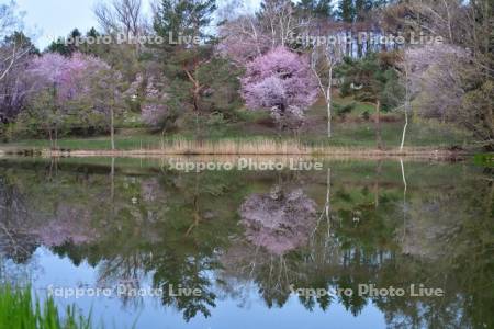 緑ヶ丘公園の桜