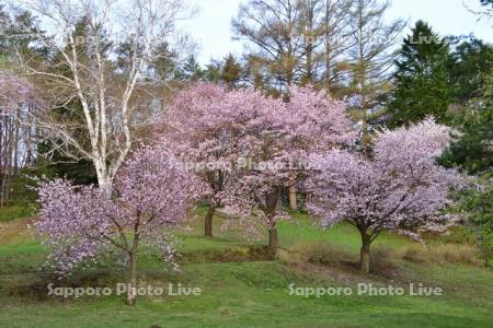 緑ヶ丘公園の桜