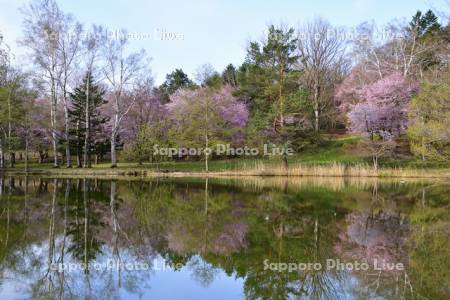緑ヶ丘公園の桜