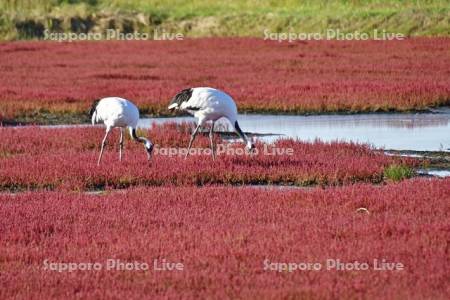 サンゴ草とタンチョウ