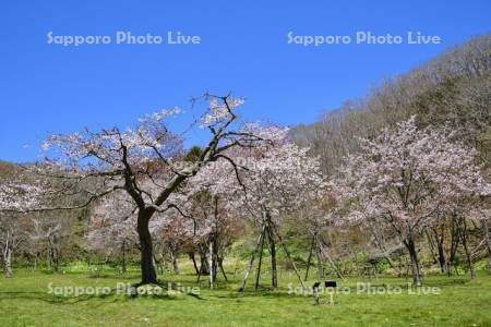 別保公園の桜