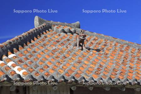 竹富島の赤瓦屋根とシーサー
