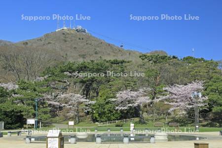 函館公園の桜と函館山ロープウェイ