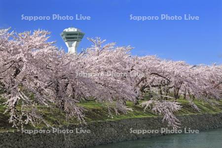 五稜郭公園の五稜郭タワーと桜