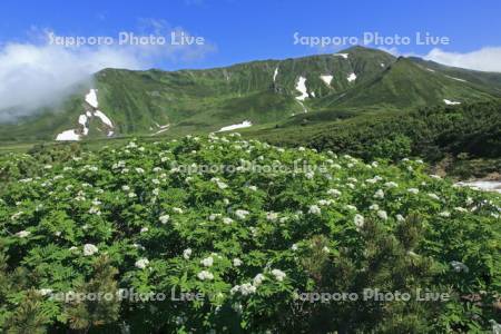 当麻岳とウラジロナナカマドの花