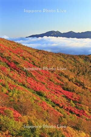 大雪山の朝焼けの銀泉台の紅葉とニセイカウシュペ山