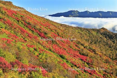 大雪山の銀泉台の紅葉とニセイカウシュペ山
