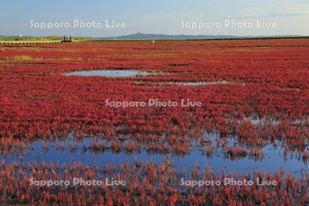 能取湖の朝のサンゴ草の紅葉