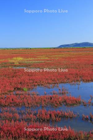 能取湖のサンゴ草の紅葉