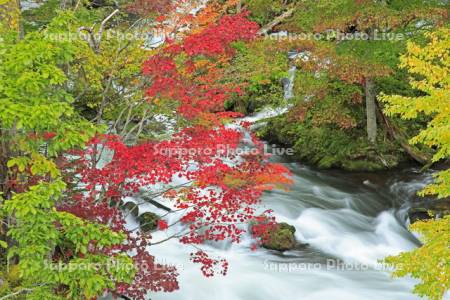滝見橋から阿寒川の紅葉