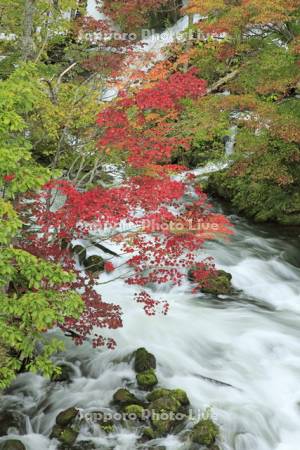 滝見橋から阿寒川の紅葉