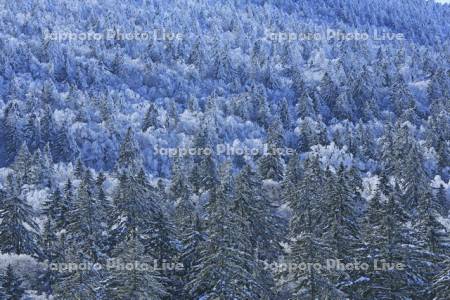 藻琴山の霧氷の森